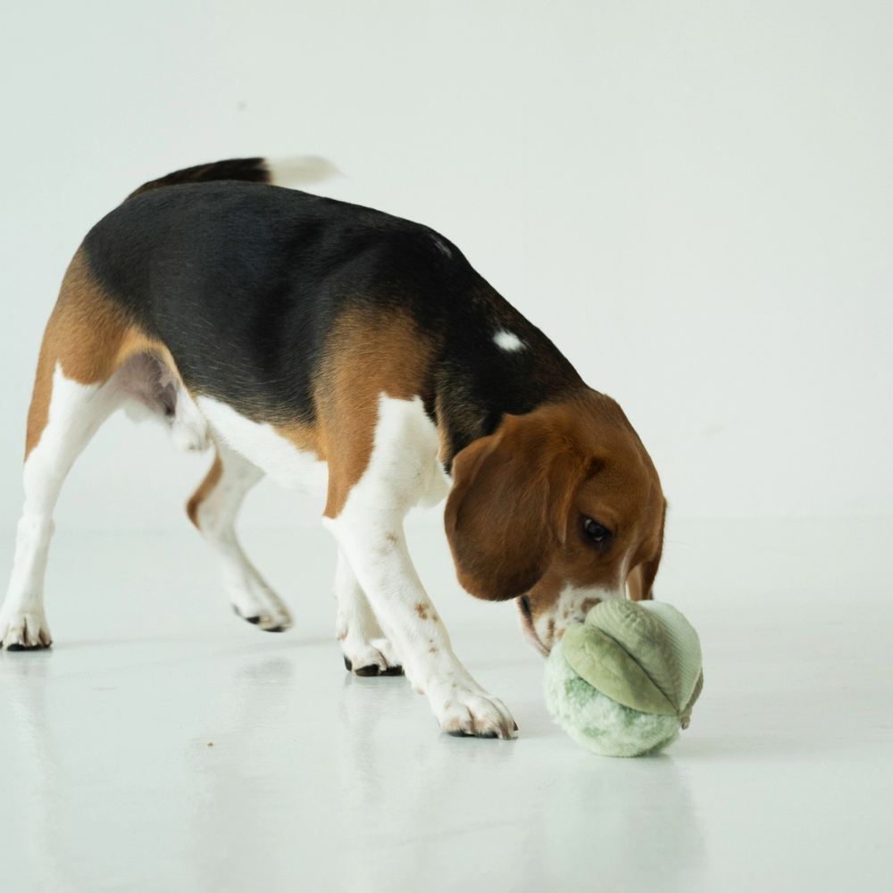 Hund spielend mit Schnüffelball TOTO SMALL Grün - lambwolf collective