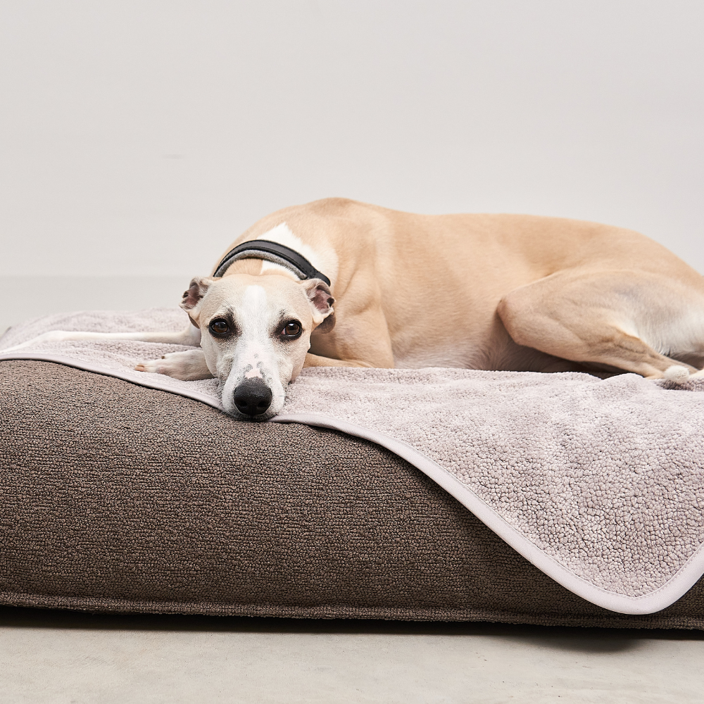 Hund auf MiaCara Mero Hundedecke Sand