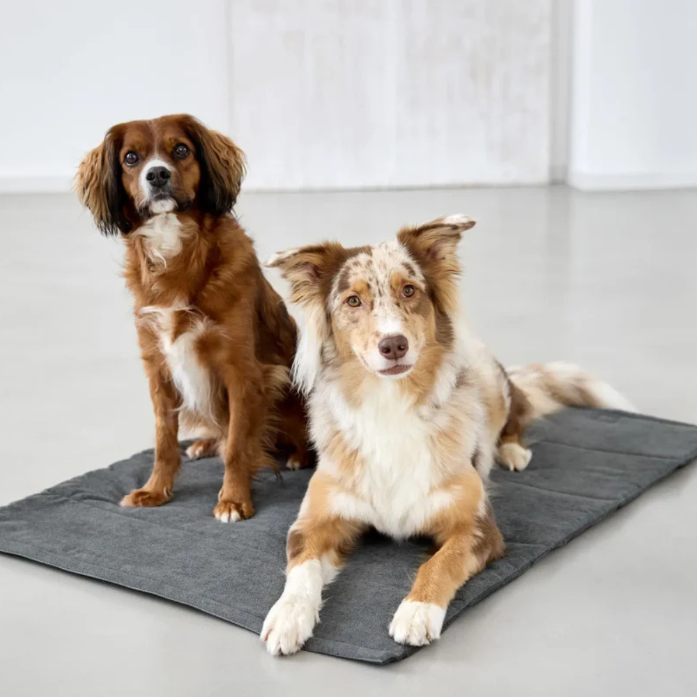 Hunde auf Hundematte ALMA Dunkelgrau - PALOPA
