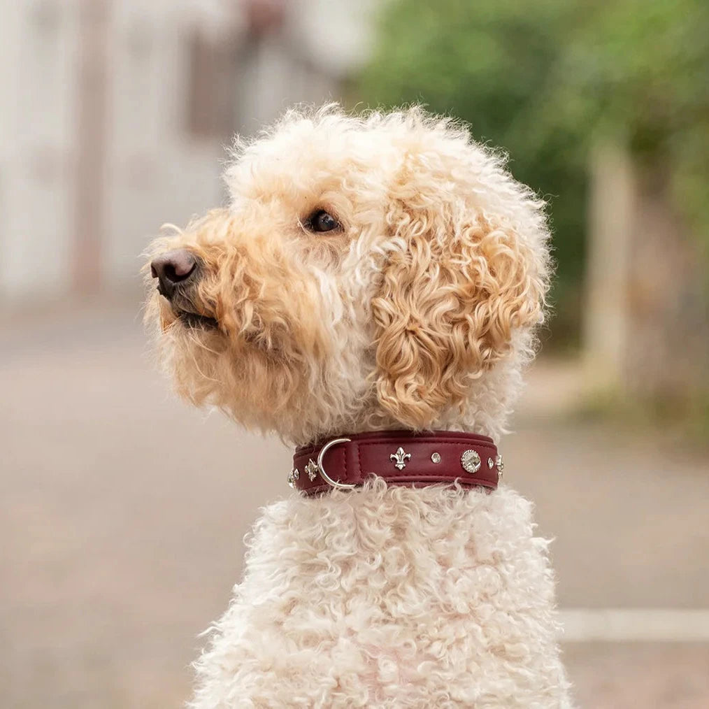 Halsband aus Leder Diamond Burgundy