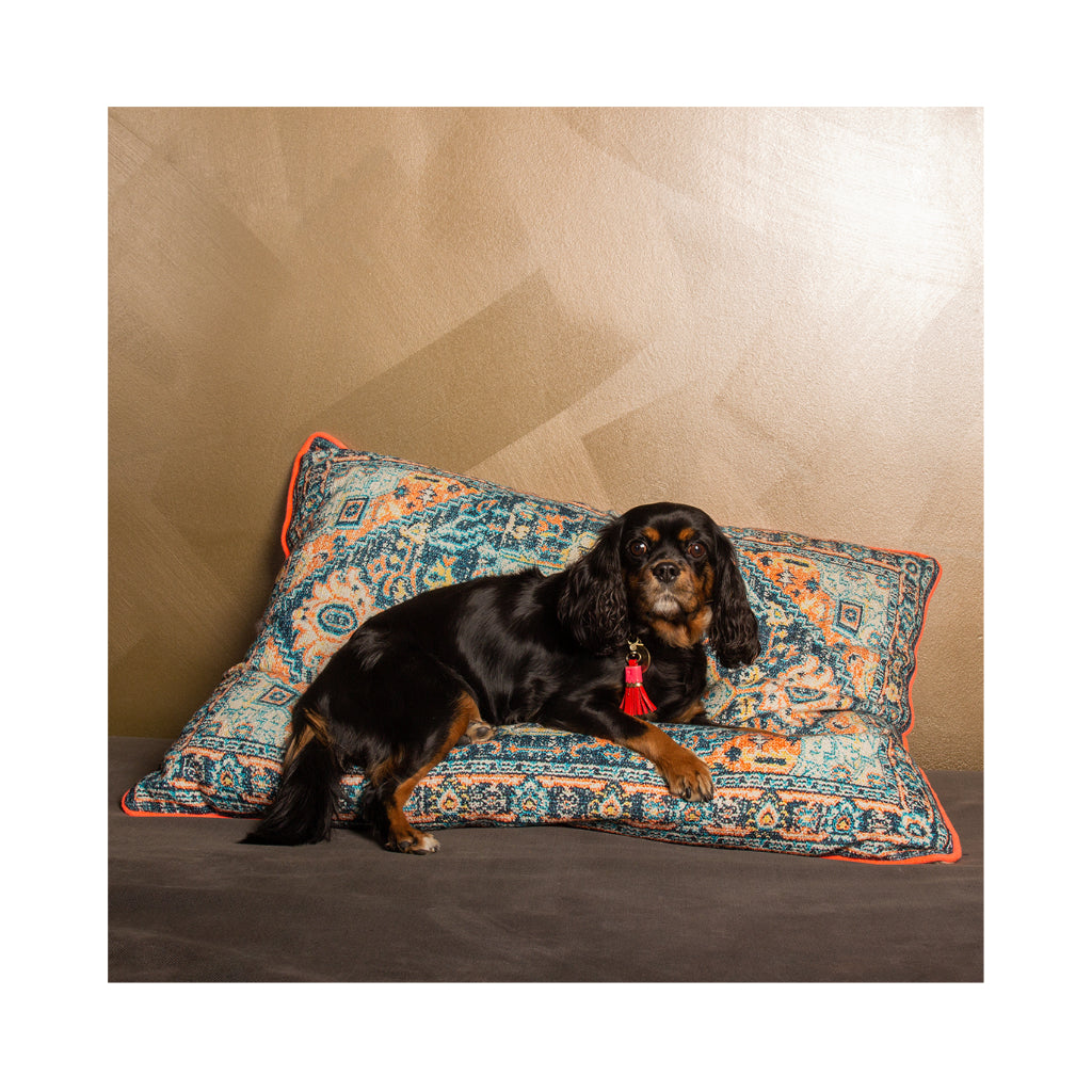 kleiner Hund auf Hundekissen Flying Carpet - Dog With A Mission - DWAM