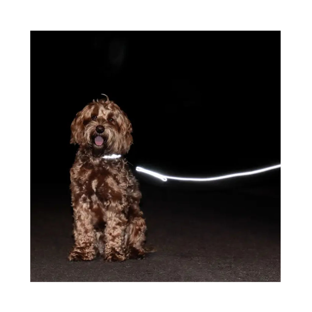 Reflektion Hundeleine Reflective verstellbar reflektierend 2m - Kentucky Dogwear