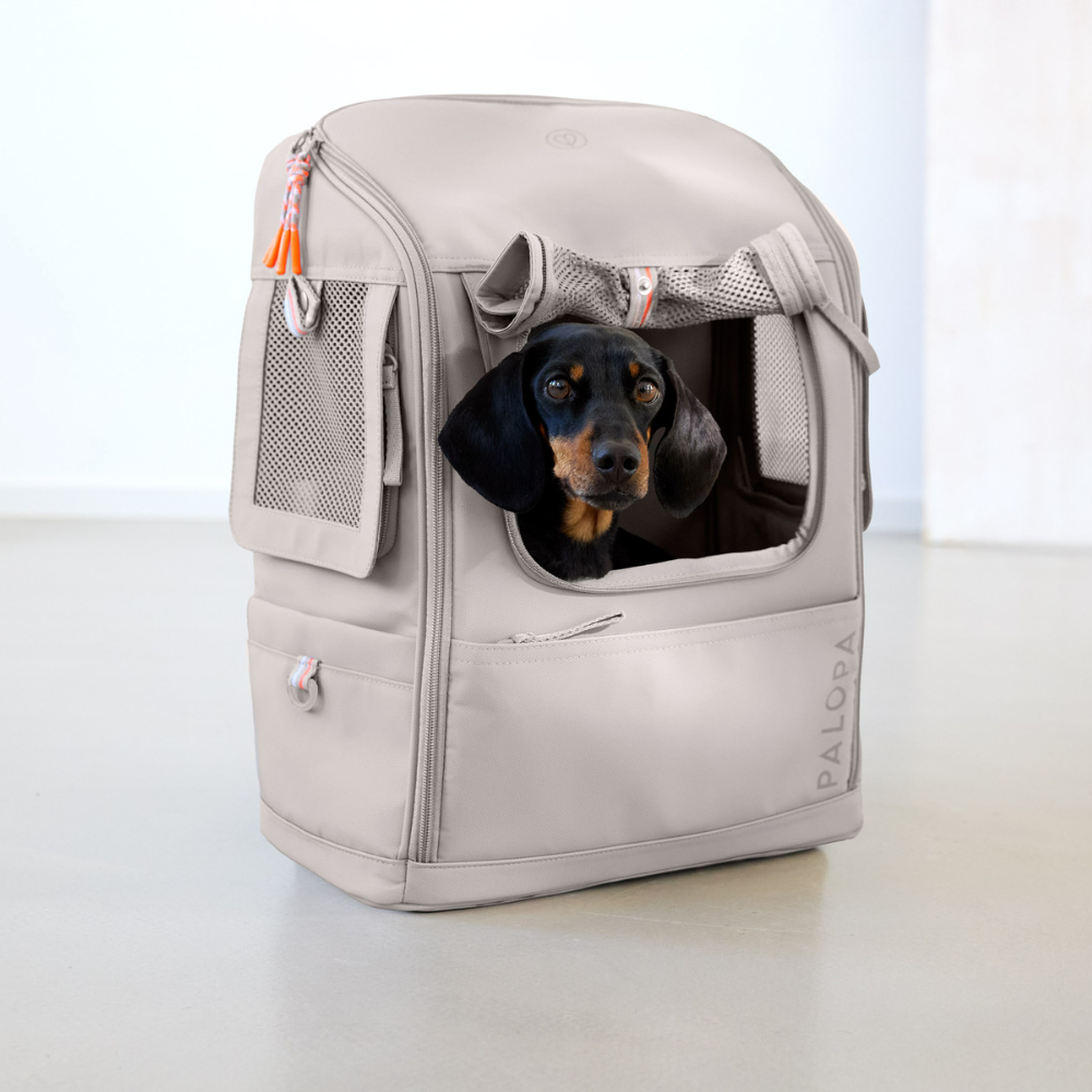 Dekobild Hund in PALOPA Hunderucksack KARI Taupe