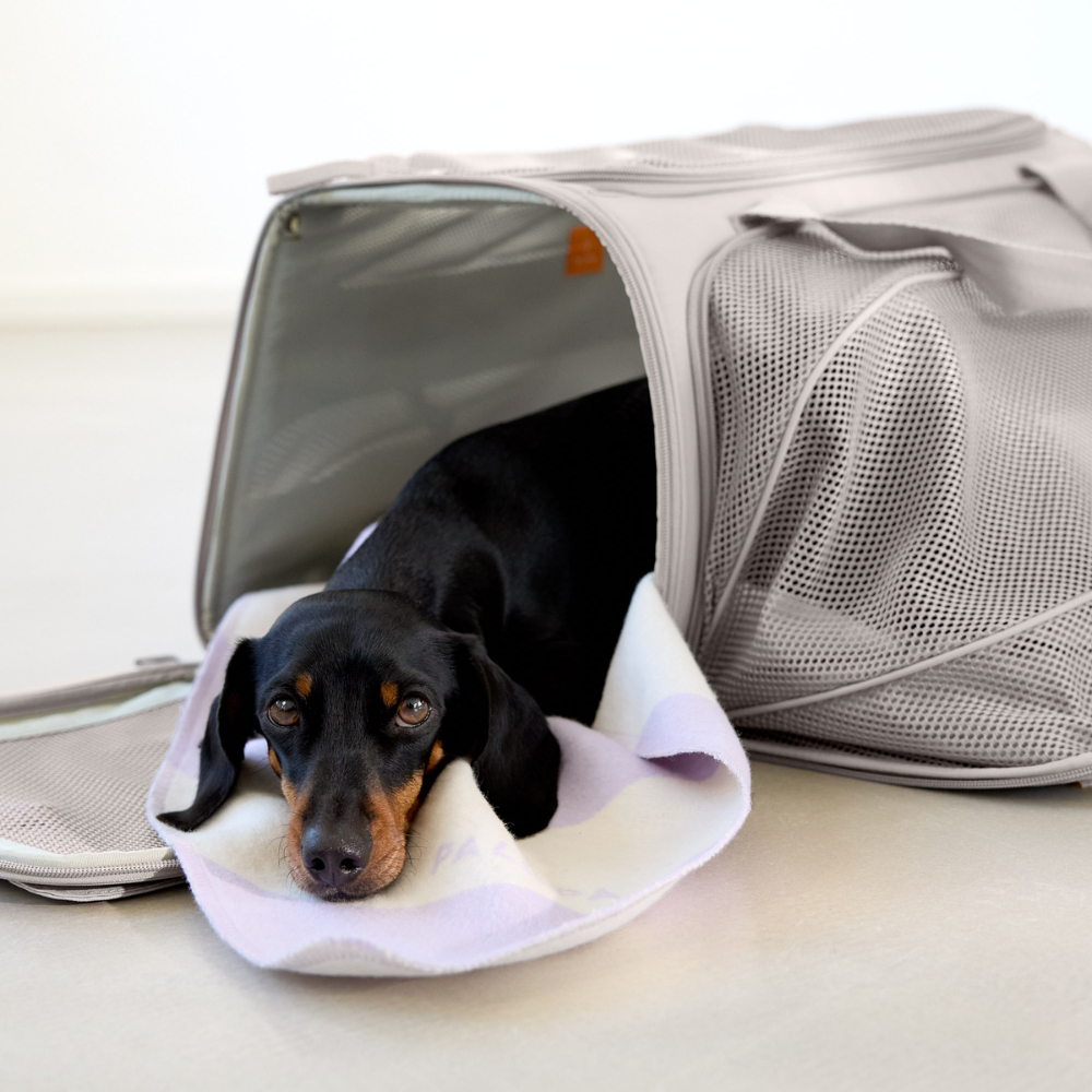 Hund liegend mit Decke Ida in PALOPA Hundereisetasche Travel Carrier BENNO Taupe