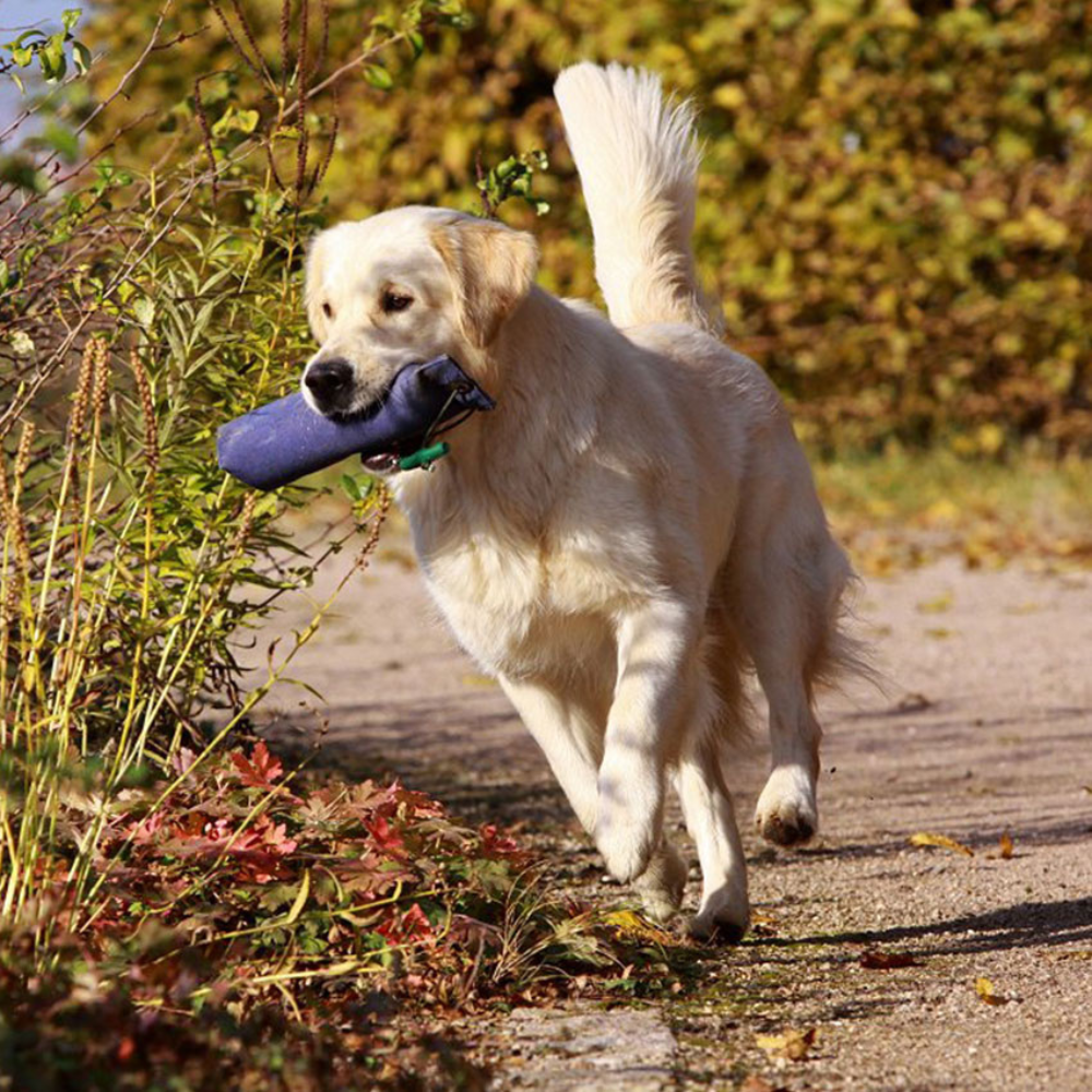 Hund mit Dummy Standard 500g - Romneys