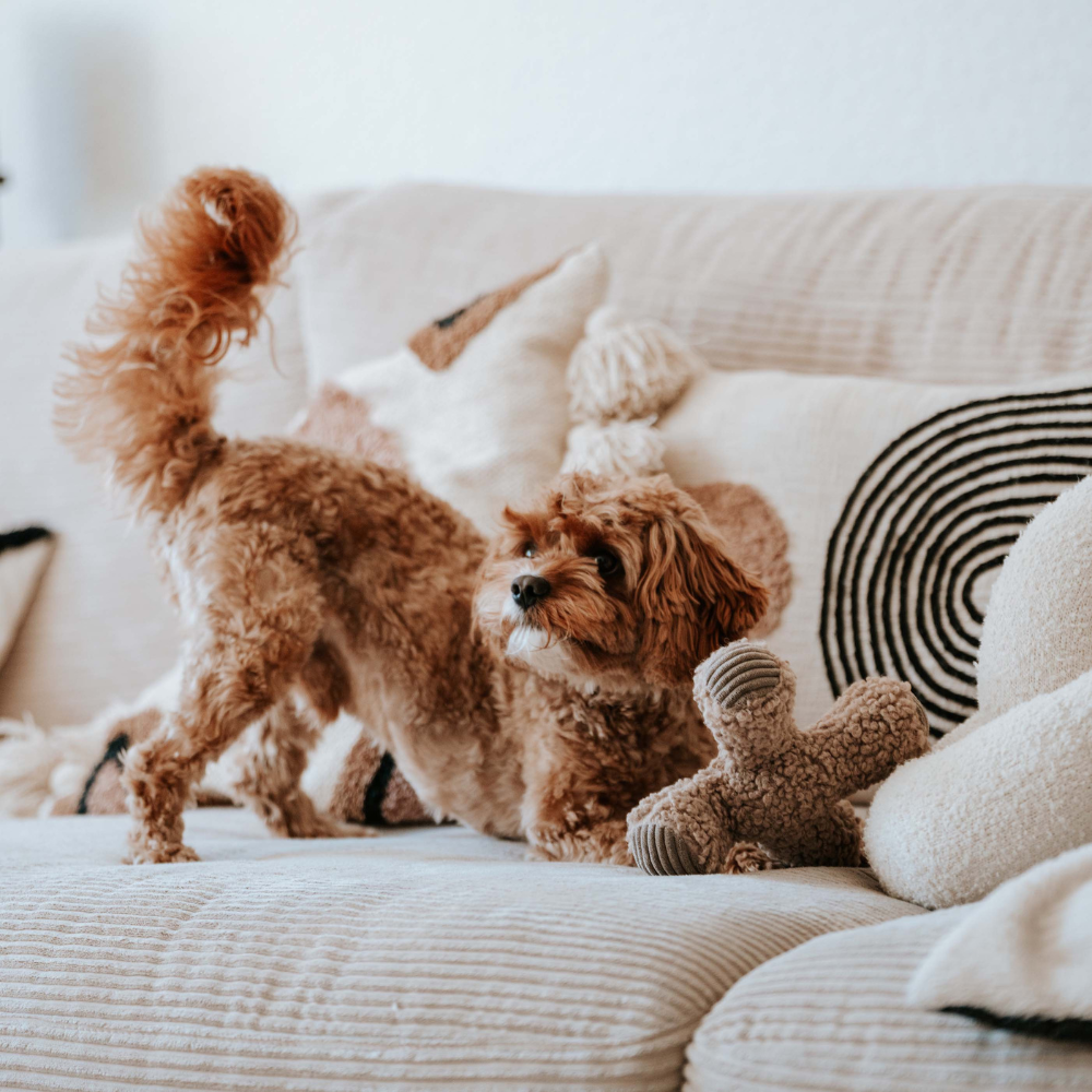 Hund mit Hunde Apportierspielzeug ZIGGY Taupe - district 70