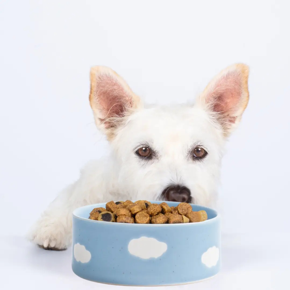 Hund mit Hundenapf CLOUD 14 cm- egg back home- egg back home