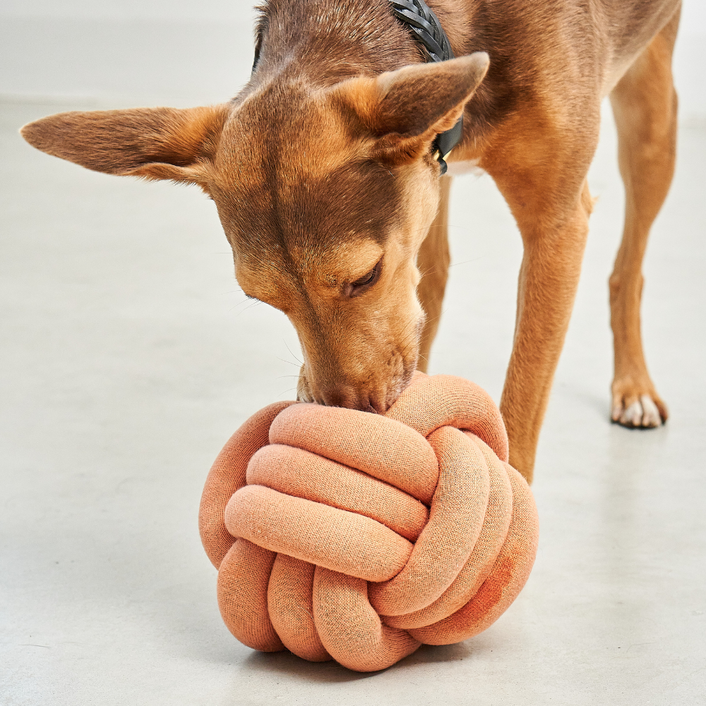 Hund mit MiaCara Tubo Beschäftigungsspielzeug Dusty Orange