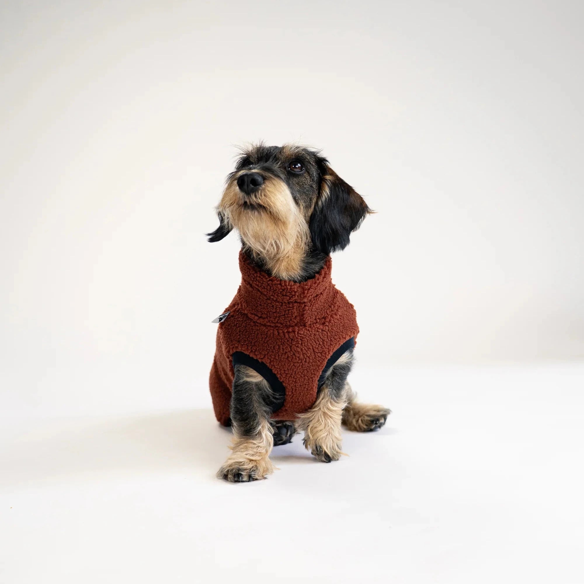 KARMA HUND Teddy Shirt für Dackel in Brown