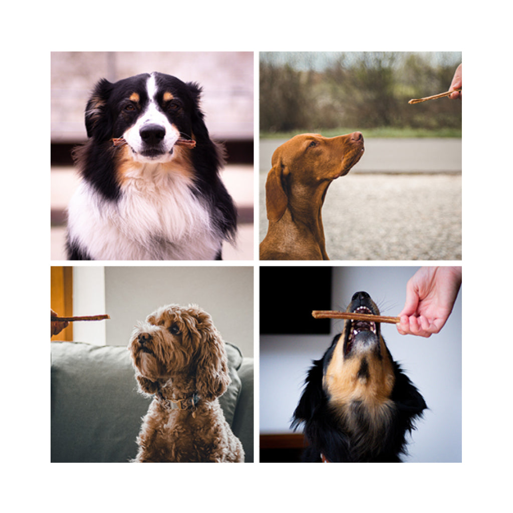 Hunde mit Martin Rütter Kaustangen - FRESCO