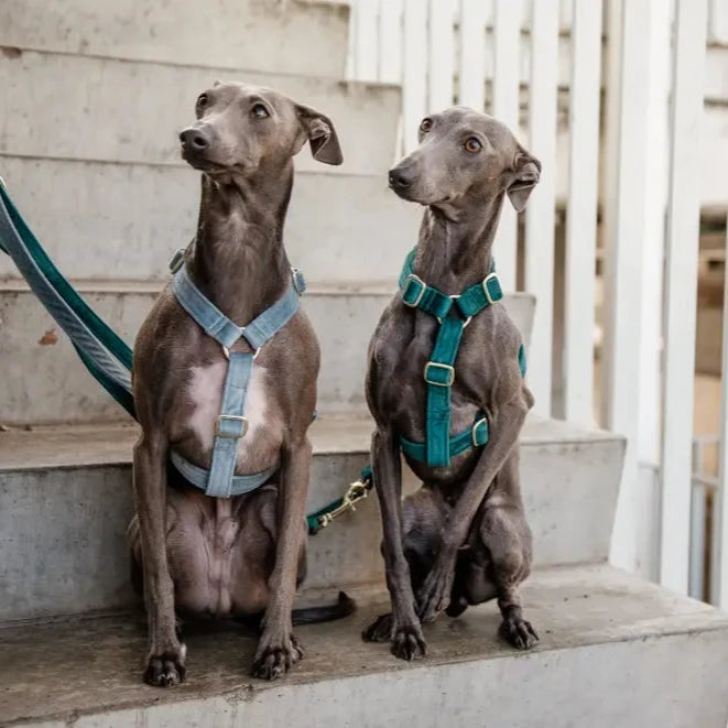 Tragebild Hundegeschirr LOOP Emerald - Kentucky Dogwear