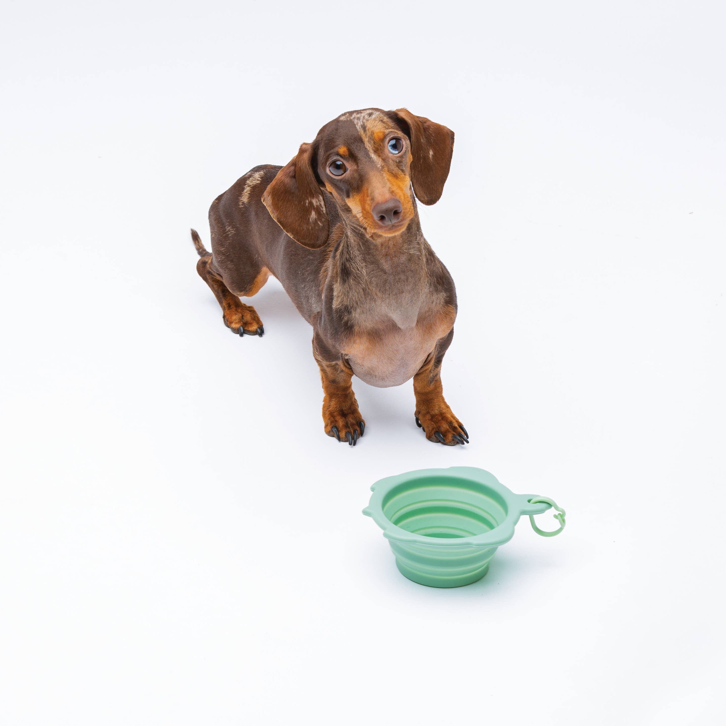 Kleiner Hund mit Faltbarer Reisenapf Turtle 200 ml aus grünem Silikon - United Pets