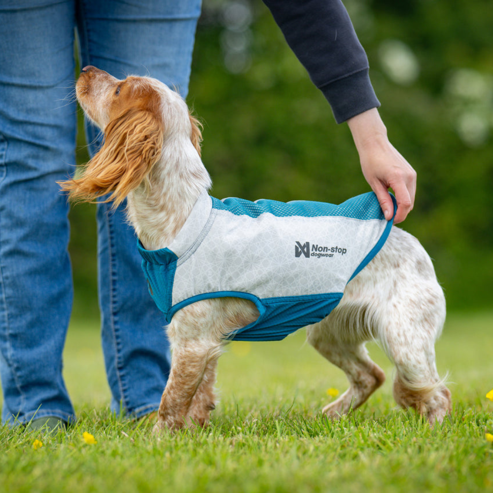 Kleiner Hund mit Kühlweste Cooling pull-on vest - non-stop dogwear®