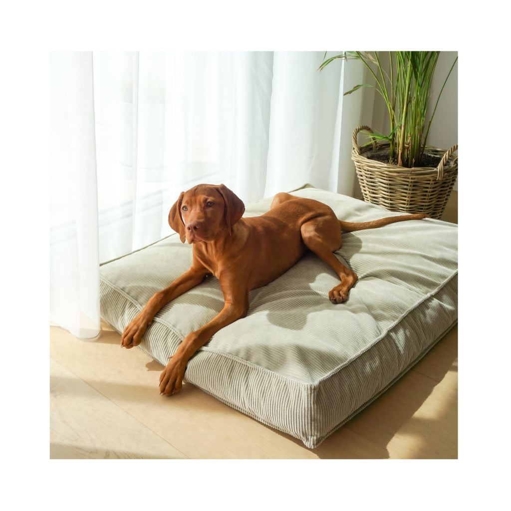 Hund auf Hundekissen LEIA 2 - Buciano