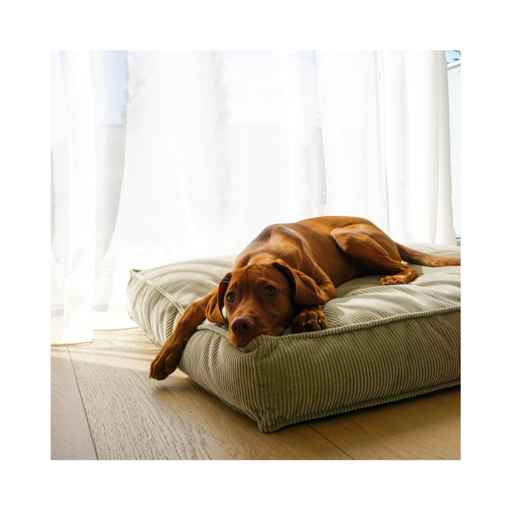 Hund auf Hundekissen LEIA - Buciano