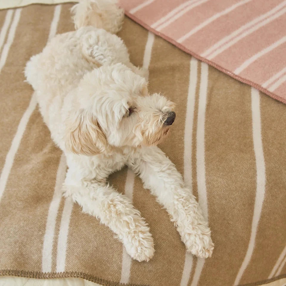 MiaCara RIGATO Hundedecke aus Wolle Chai-Creme