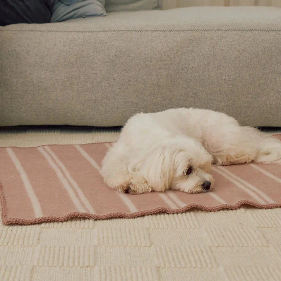 MiaCara RIGATO Hundedecke aus Wolle Blush-Creme