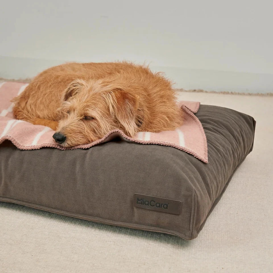 MiaCara RIGATO Hundedecke aus Wolle Blush-Creme