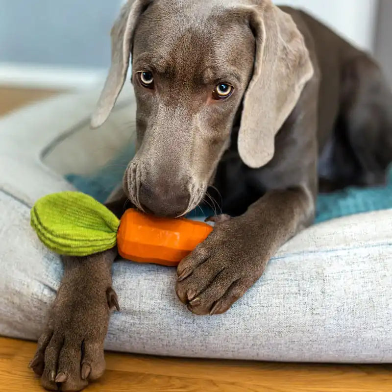 Hundespielzeug Karotte Carotty aus Naturkautschuk