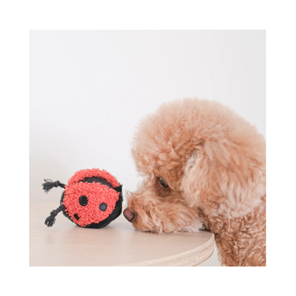 Hund mit Hundespielzeug Marienkäfer LADYBUG POP für Mini-Hunde - Lambwolf Collective