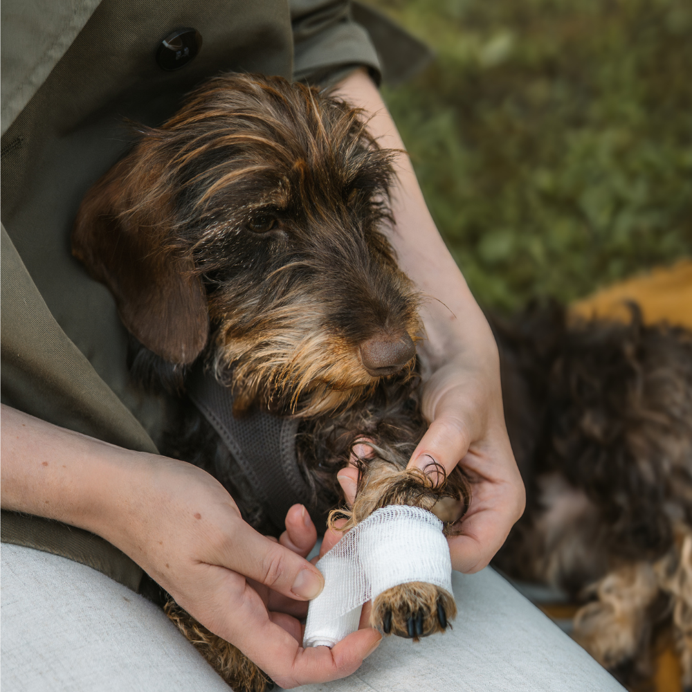 Moodbild Dackel verband New Design First Aid Balsam - LILA LOVES IT