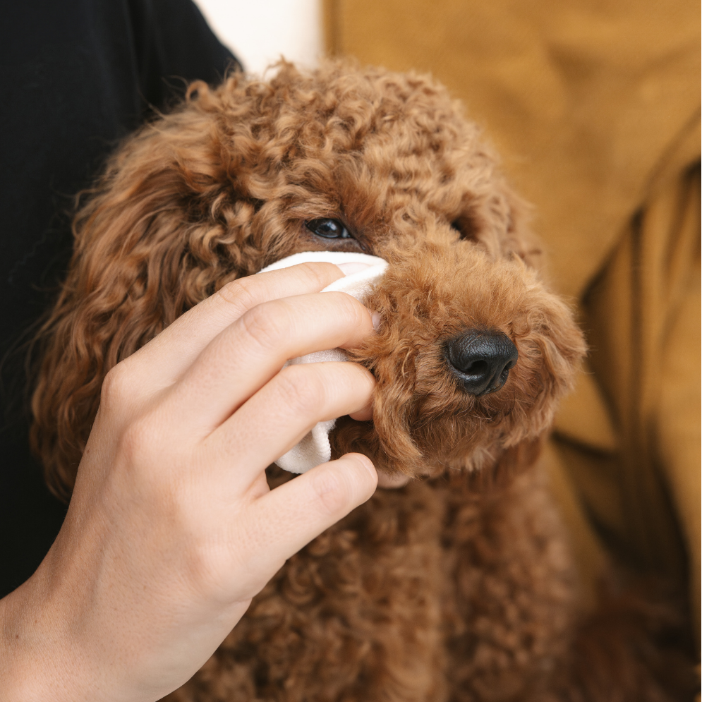 Moodbild Hund mit Cleanies - LILA LOVES IT