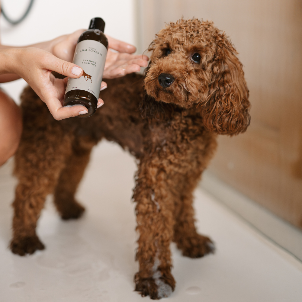 Moodbild Hund mit New Design Shampoo Sensitive - LILA LOVES IT