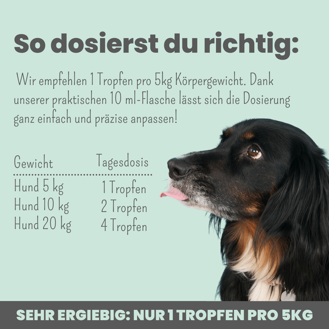 Noms+ CBD Tropfen für Hunde zur äußerlichen Anwendung