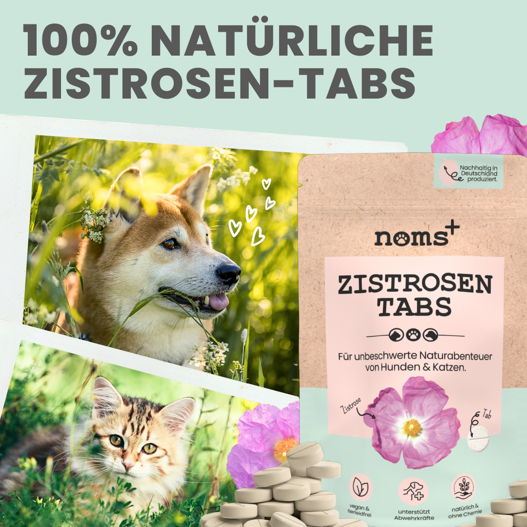 noms+ Zistrosen Tabs - 100% natürliche Leckerli für Wald- & Wiesenspaziergänge