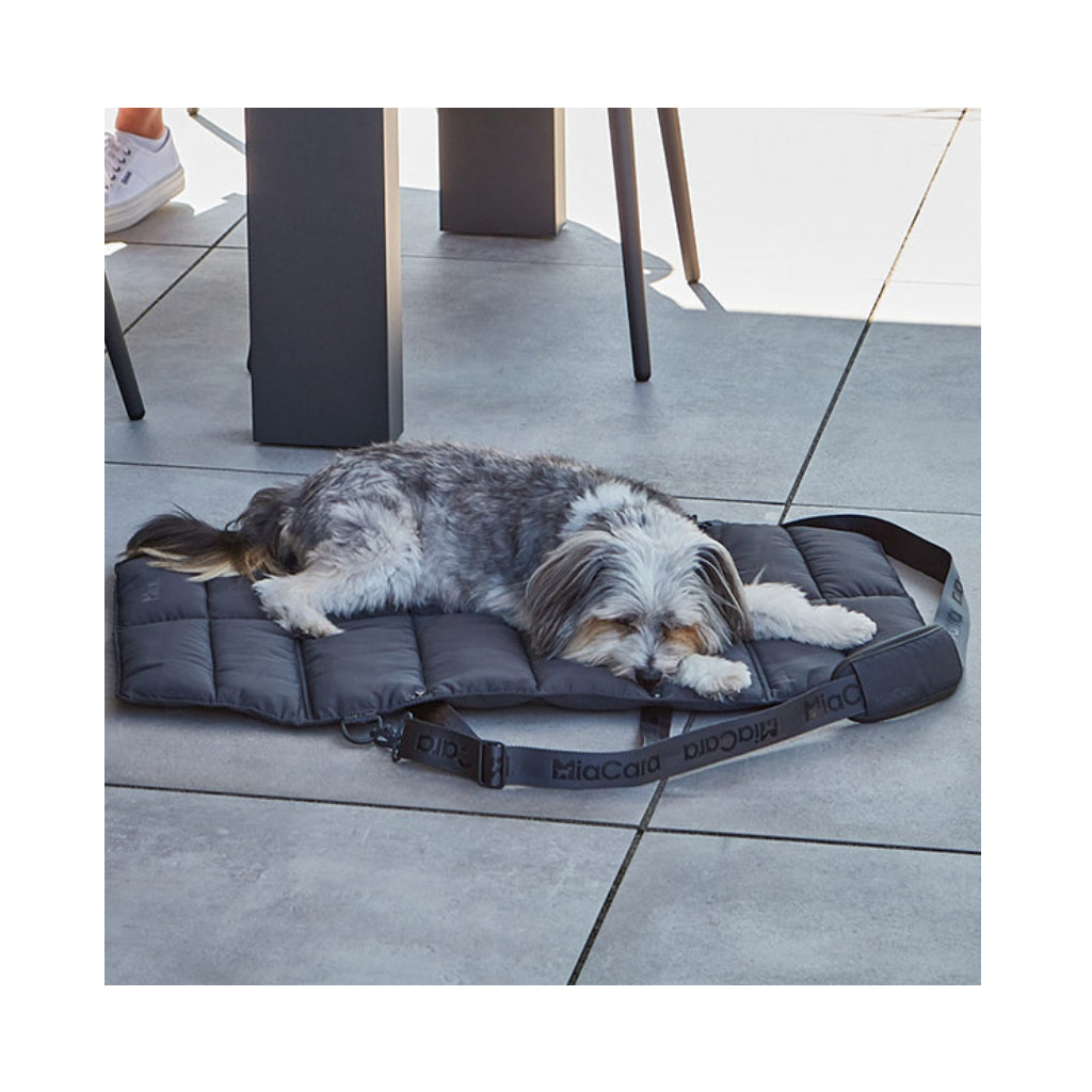 Hund auf MiaCara Strada travelBed Asphalt 2