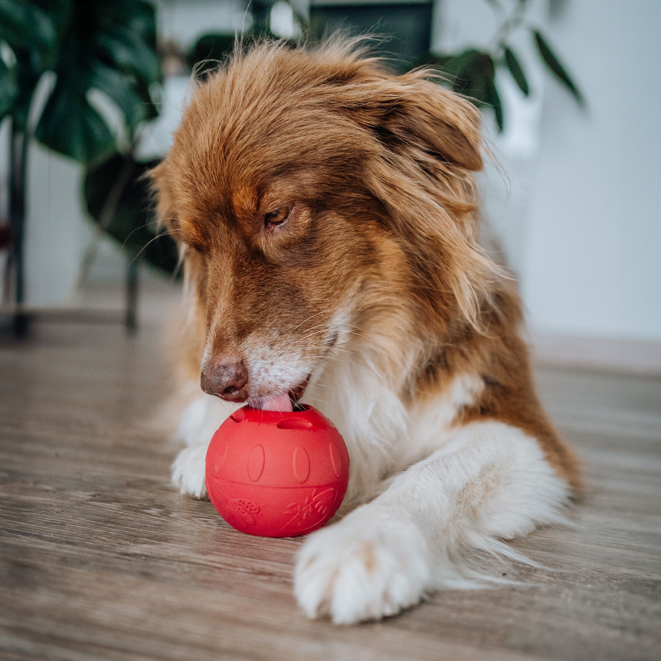 SmoothieDog Schleckball