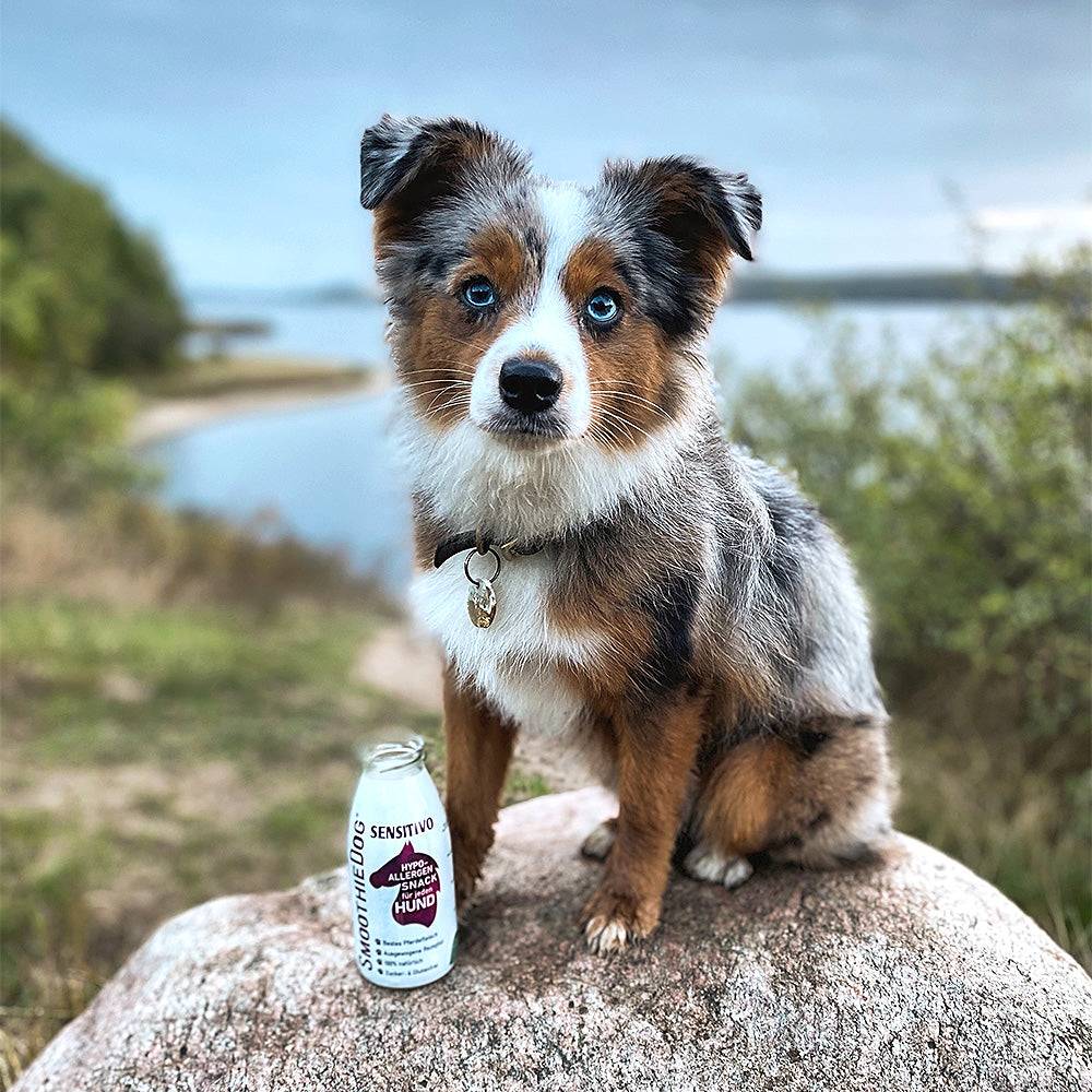 SmoothieDog Sensitivo Pferd