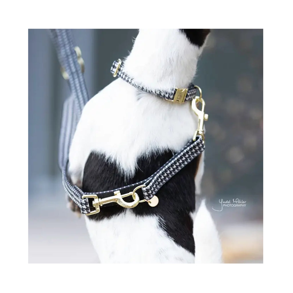 Hund mit Pied-de-Poule Schwarz Weiß Hahnentritt Set 2 - Kentucky Dogwear