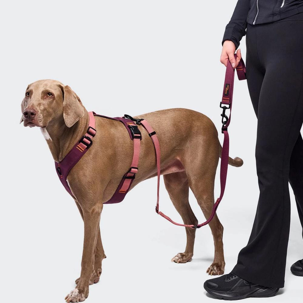 Set Cloud7 AKTIV Hundegeschirr Y-2 Cordura & L-1 Leine Aubergine Soft Rose