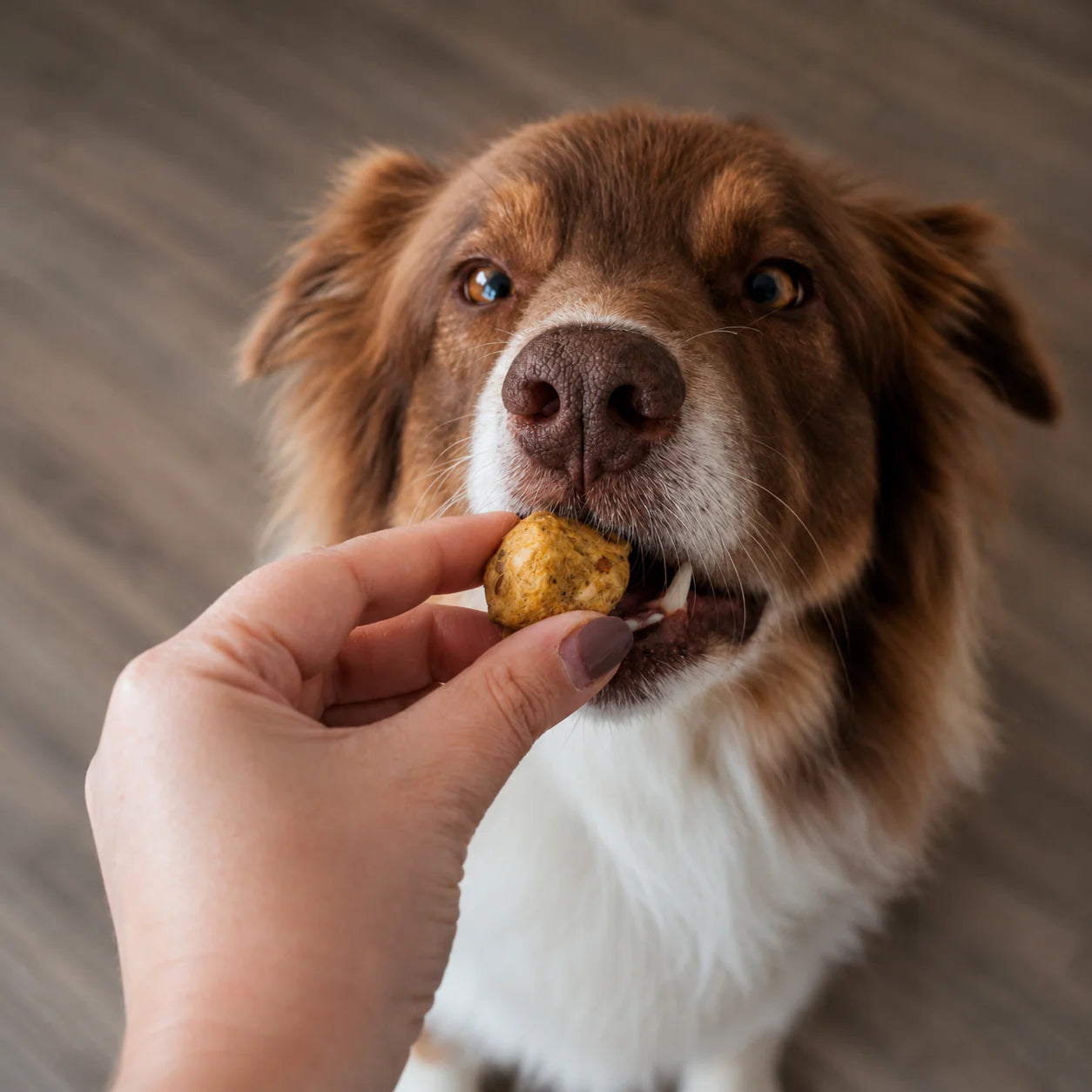 SmoothieDog Bites Huhn gefriergetrocknet