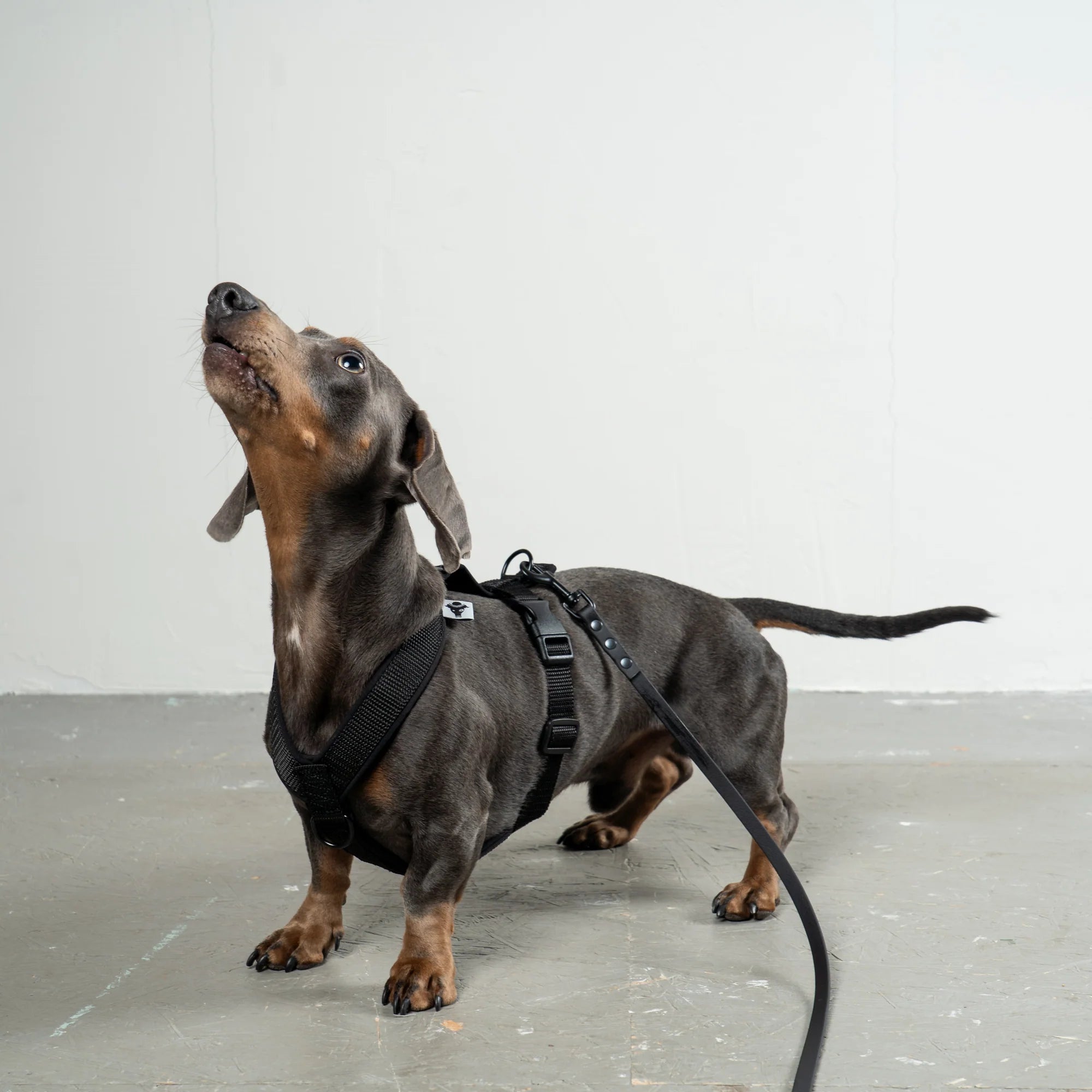 KARMA HUND Hundegeschirr Softshell für Dackel Schwarz