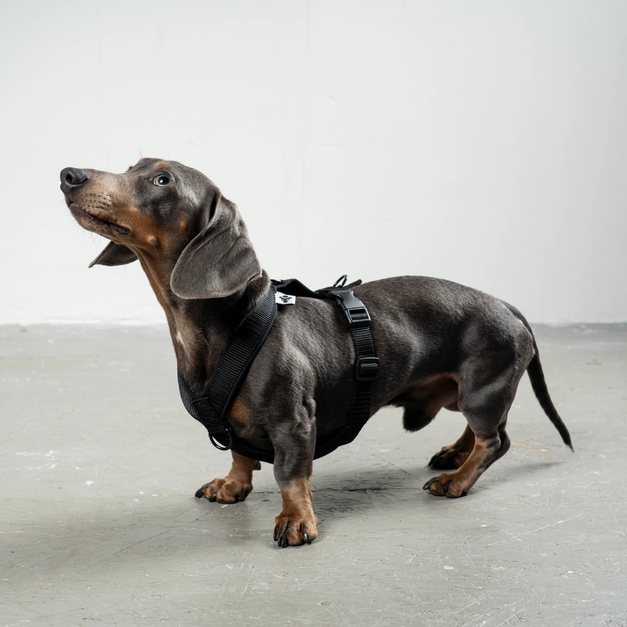 KARMA HUND Hundegeschirr Softshell für Dackel Schwarz
