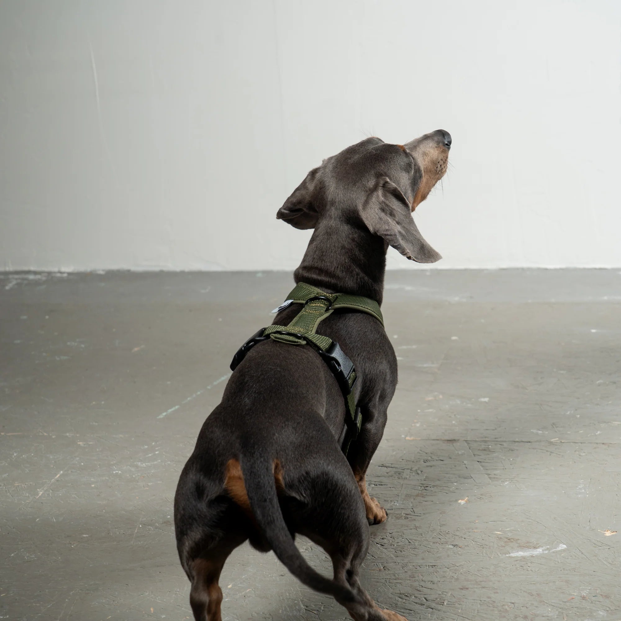 KARMA HUND Hundegeschirr Softshell für Dackel Dark Olive