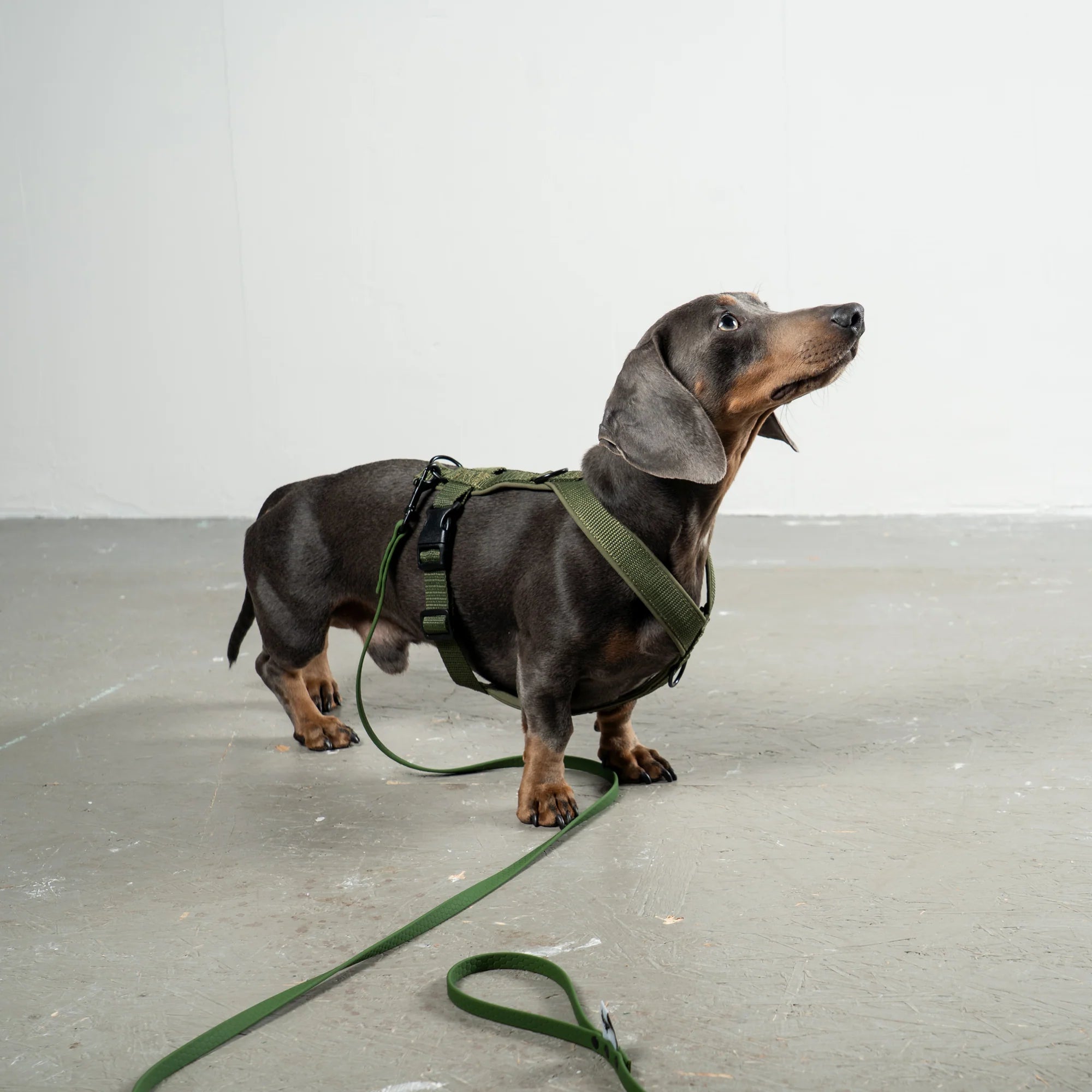 KARMA HUND Hundegeschirr Softshell für Dackel Dark Olive