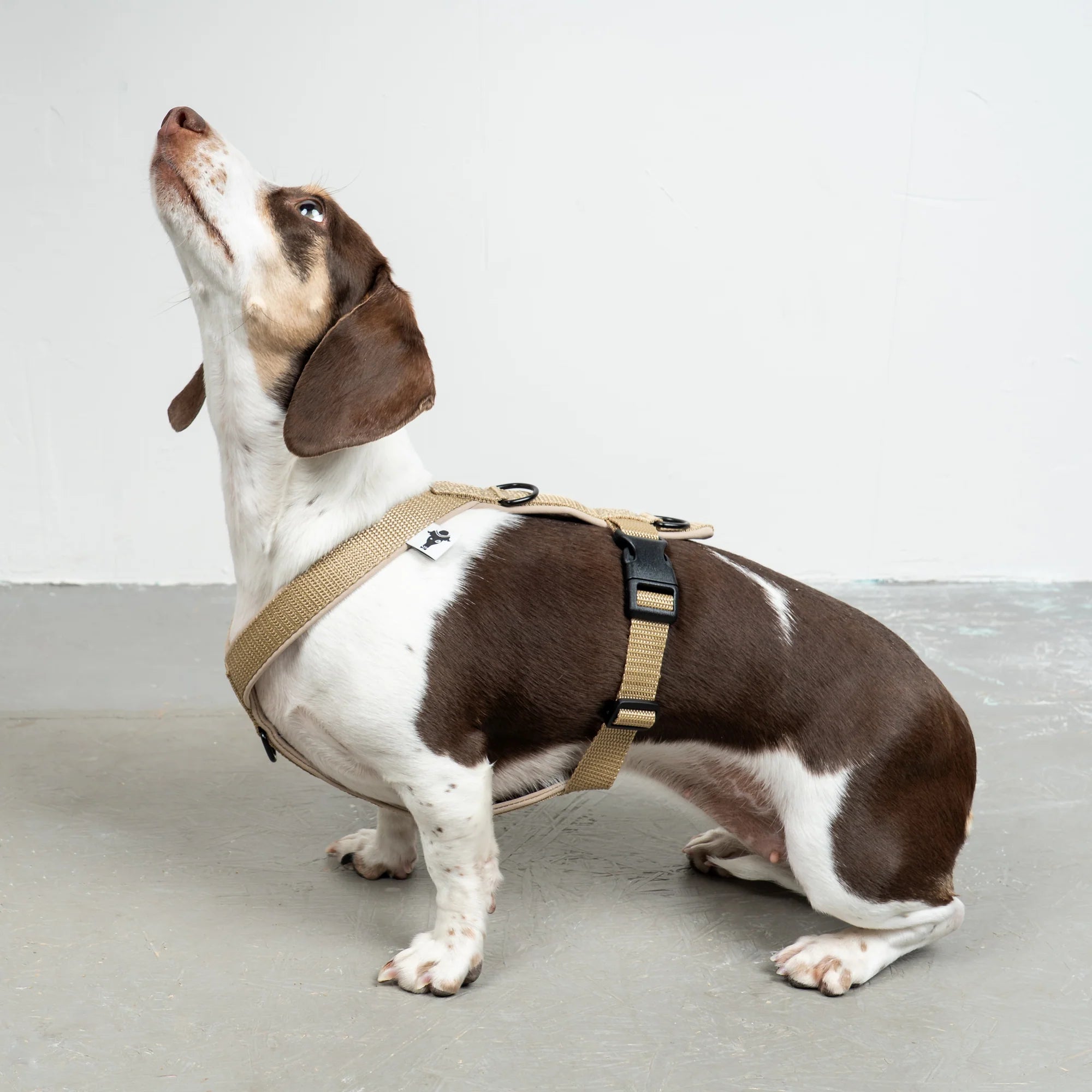KARMA HUND Hundegeschirr Softshell für Dackel Sand