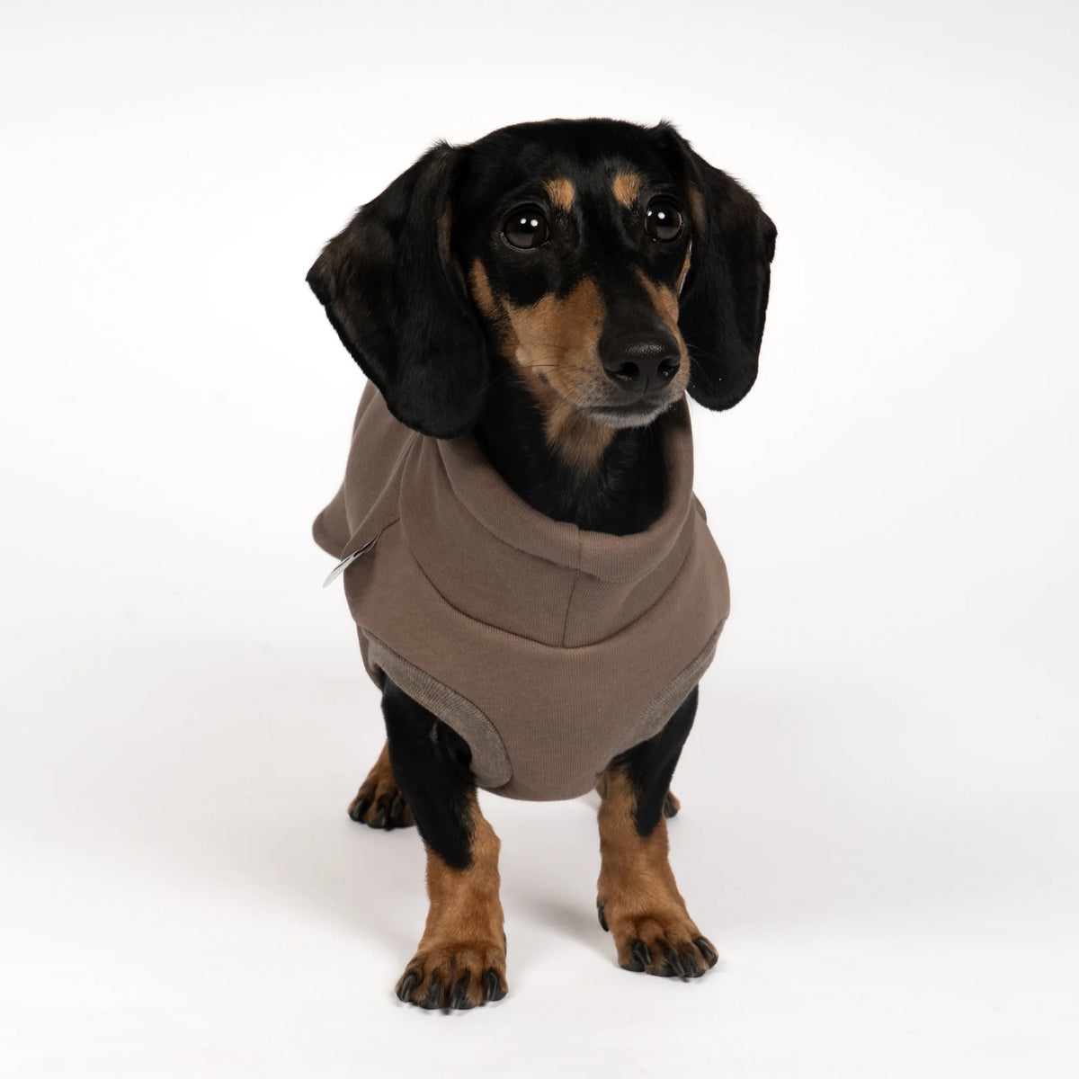 KARMA HUND Sweatshirt für Dackel in Braun
