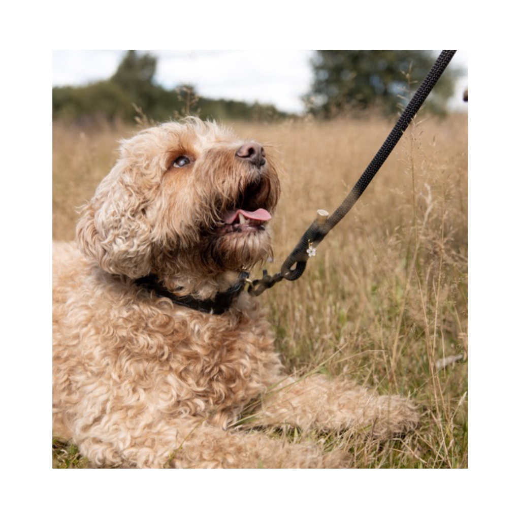 Hunde Tragebild Hundeleine ALL BLACK verstellbar - Studio Proud