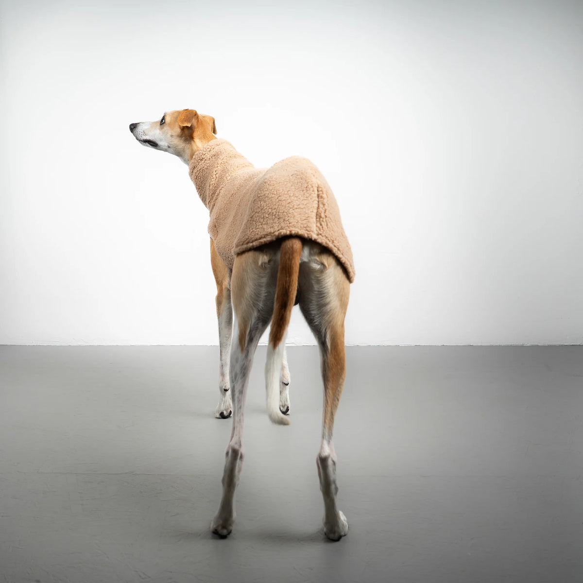 KARMA HUND Teddy Shirt für Windhund in SAND BEIGE