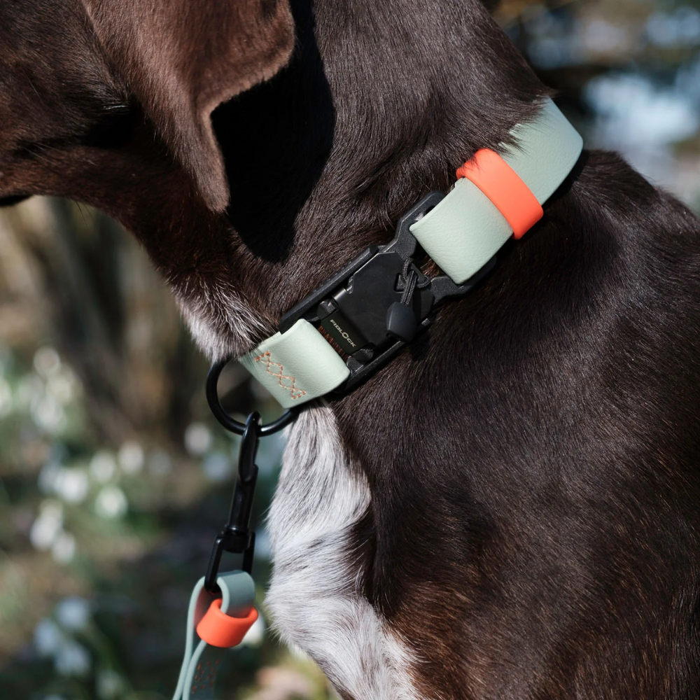 Tragebild Cloud7 Hundehalsband BioThane Ipanema Mint-Neon Orange