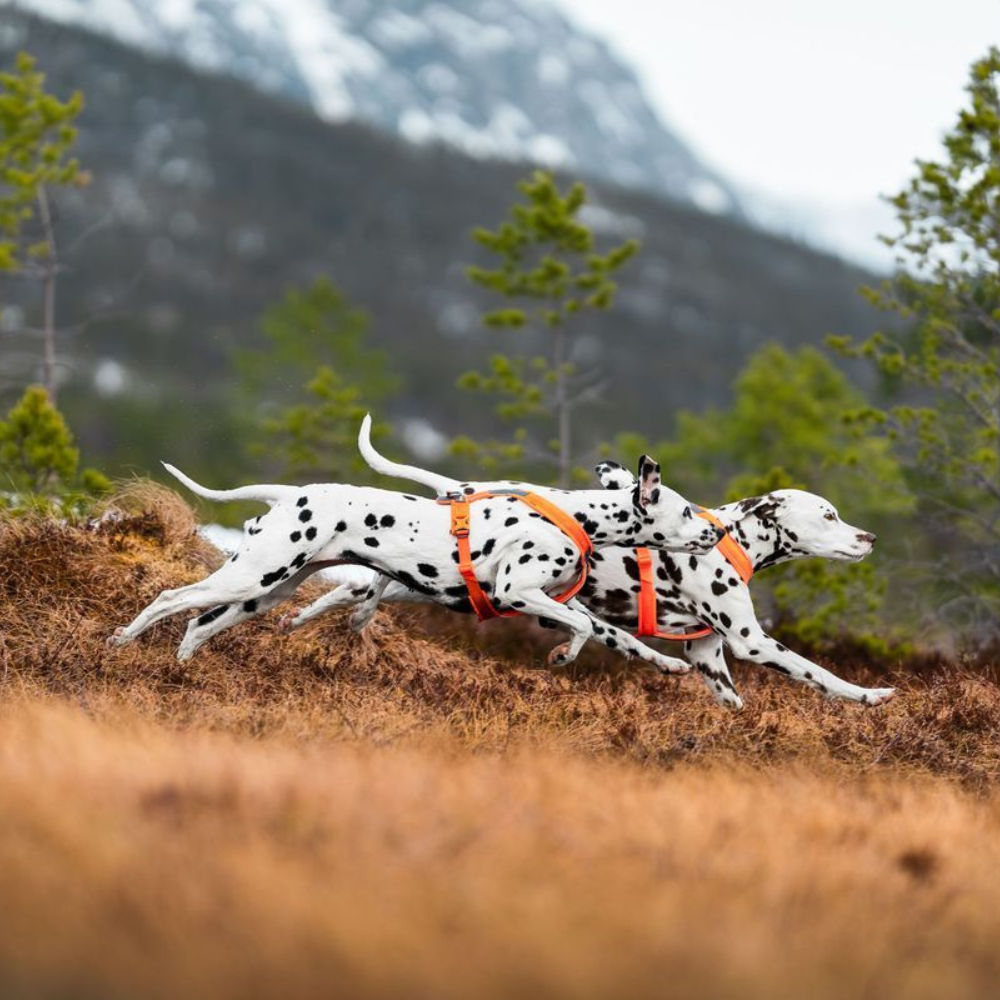 Tragebild Hundegeschirr LINE Harness 5.0 orange - non-stop dogwear®
