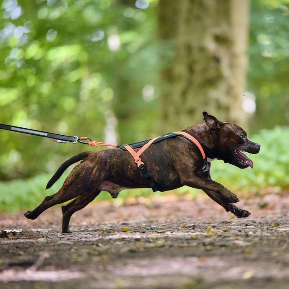 Tragebild Hundegeschirr RUSH Harness black/orange - non-stop dogwear®