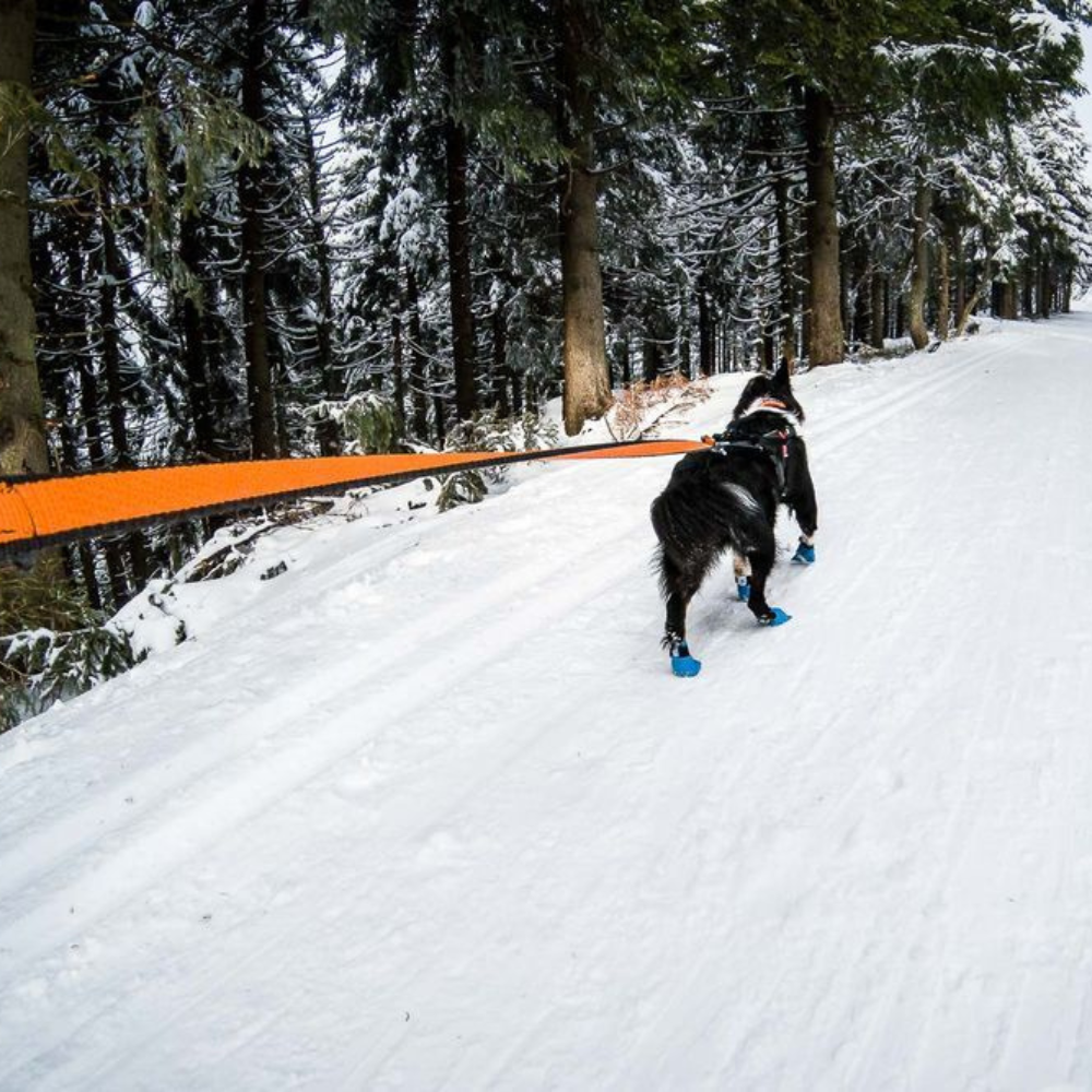 Tragebild Hundeleine BUNGEE Leash 2.0 black/orange non-stop dogwear®