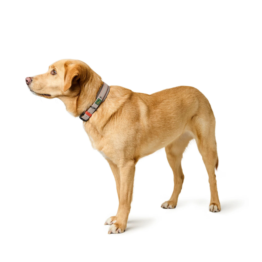 Tragebild Hund mit Halsband Havanna Greige - HUNTER