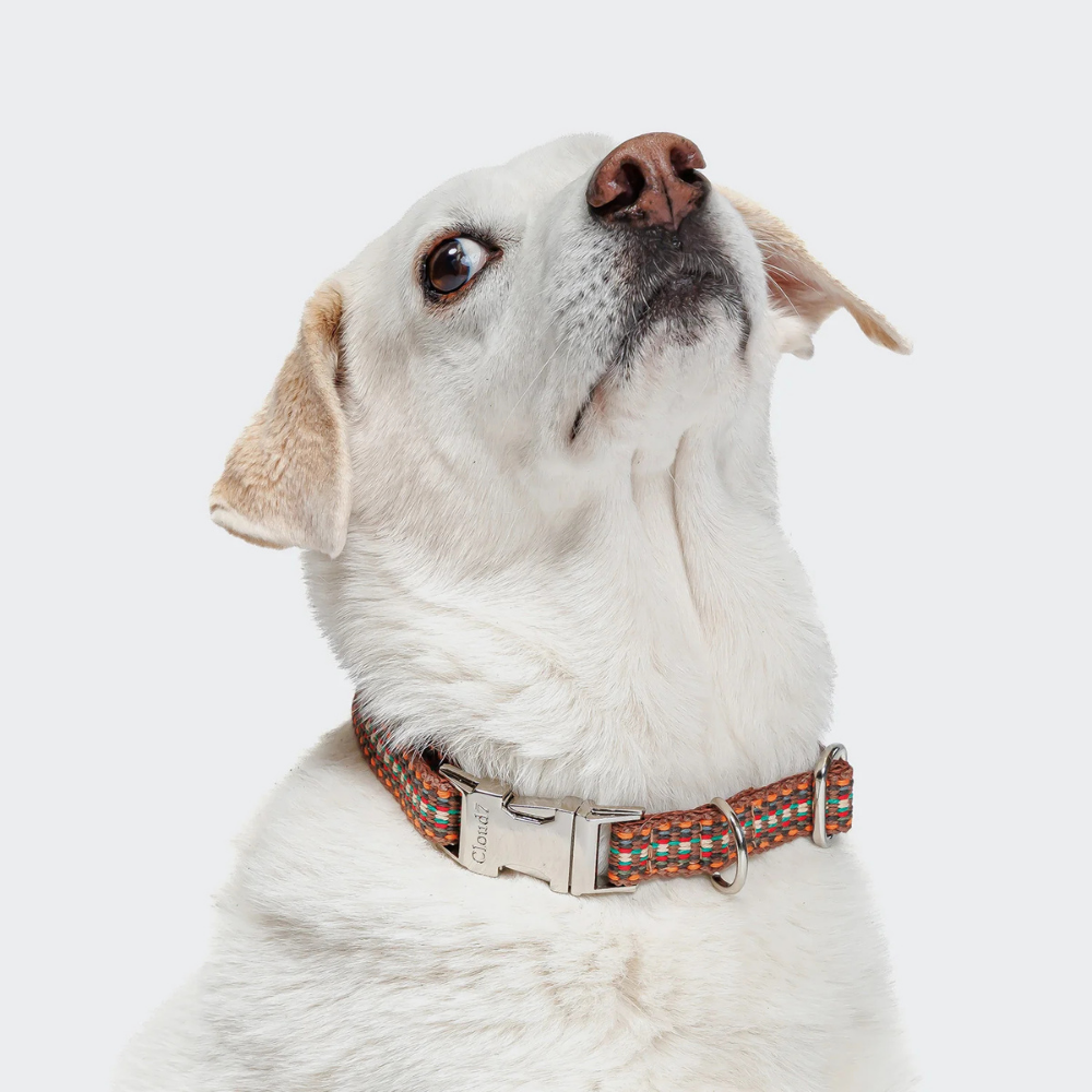 Tragebild Cloud7 Halsband Klick Prater Sunset