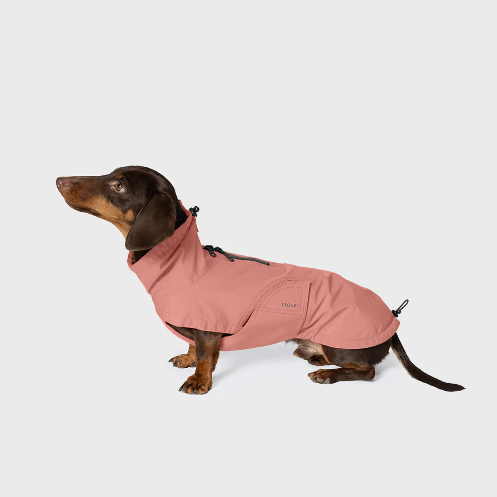 Tragebild Dackel mit Cloud7 Hunderegenmantel Dublin DACKEL 2.0 Faded Rose